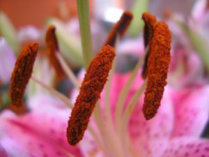 Conseils plantes vivaces