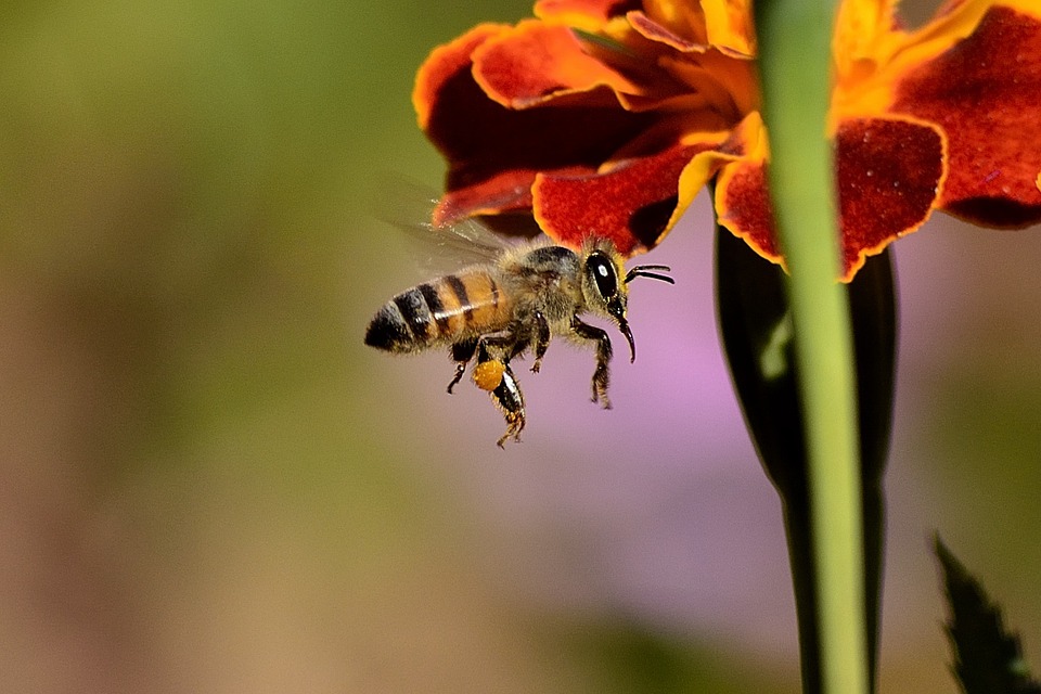 Safran, curcuma et miel : des produits naturels aux vertus insoupçonnées