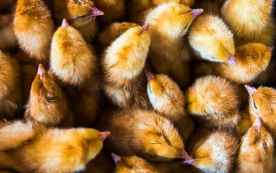 Minimizing Chick Stress: Best Practices for Safe Cart Unloading