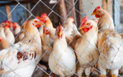 Essential Hygiene and Management Tips for Poultry production