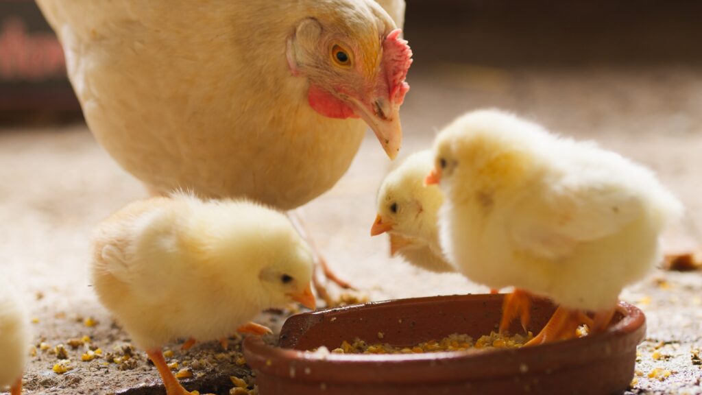 yellow chick farm
